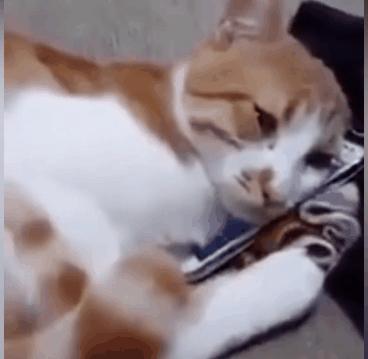 西甲赛程时间表