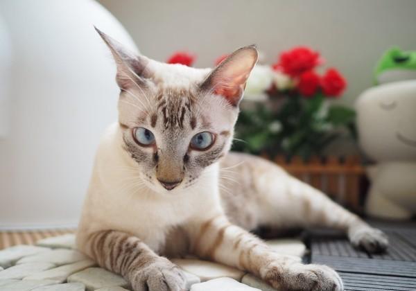 给猫主子起名字能有多野? 给猫主子起名字能有多野?