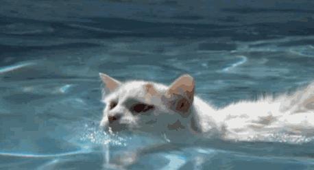 你家猫主子吐舌头流口水正常吗？