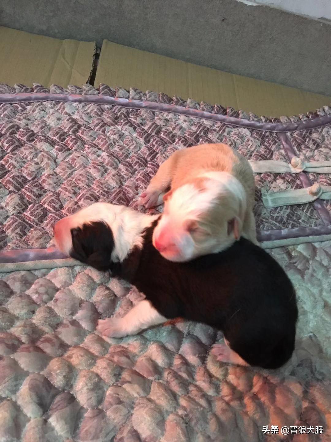 第一次接生小猫需要准备什么？