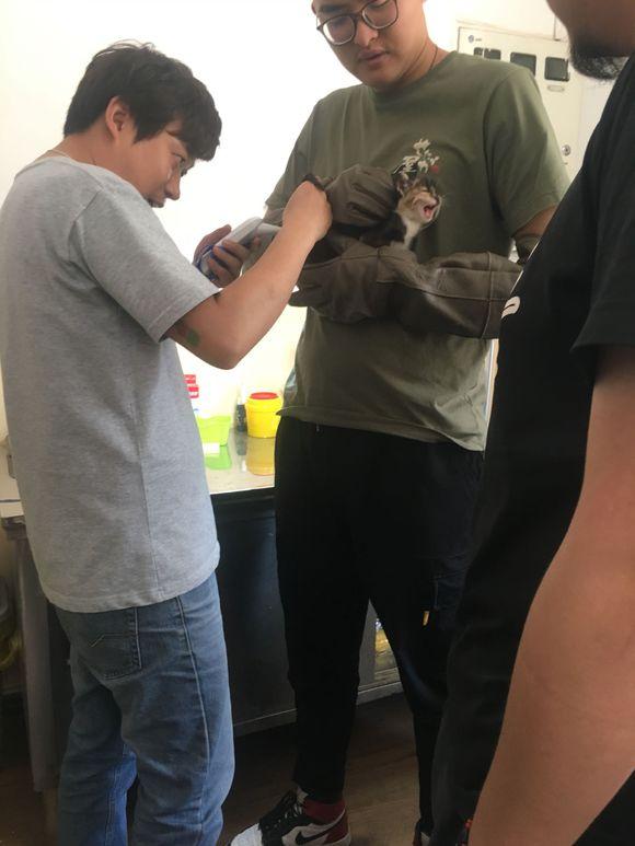 猫咪突然整天睡觉没精神是生病了吗？