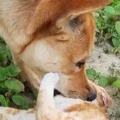 为什么我家猫狂吃还不长肉? 为什么我家猫狂吃还不长肉?