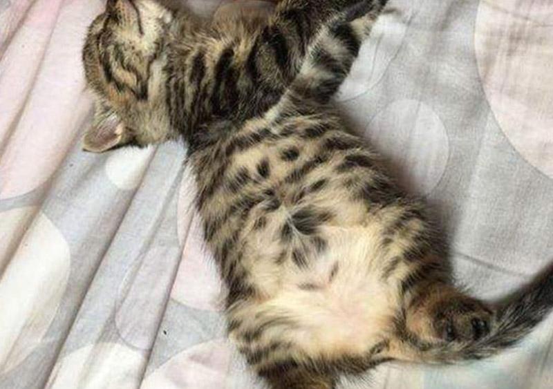 猫咪突然呕吐还蔫了吧唧？可能是肠套叠在作怪！