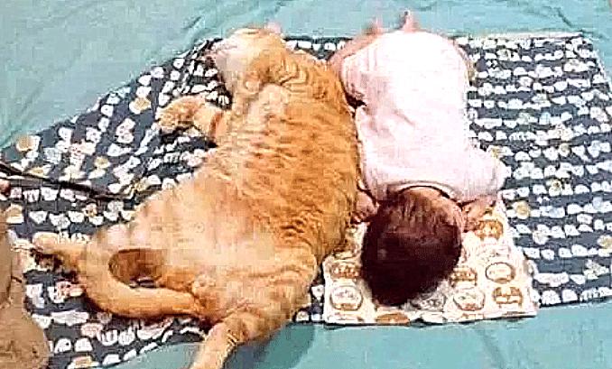 你敢把猫咪塞进快递箱吗? 你敢把猫咪塞进快递箱吗?