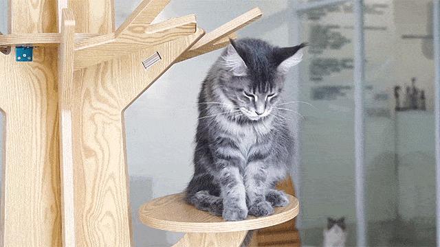 你家猫主子今天吃够了吗？