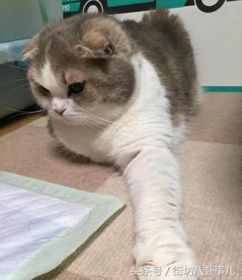 陆风X8改装真的能让越野性能翻倍吗? 陆风X8改装真的能让越野性能翻倍吗?