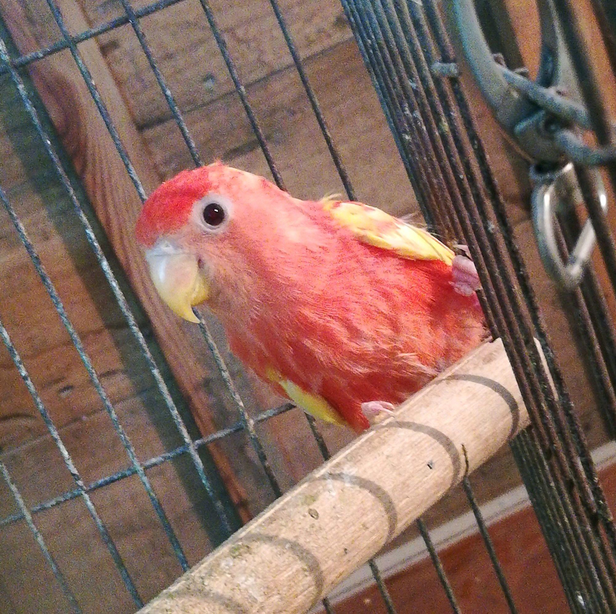 五菱荣光加长版现在多少钱能拿下? 五菱荣光加长版现在多少钱能拿下?