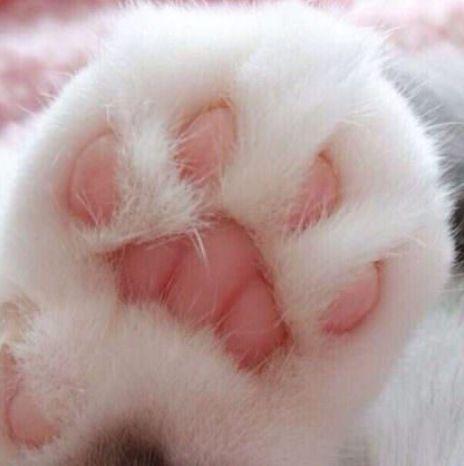 为什么你总被伤心的猫咪图片打动？