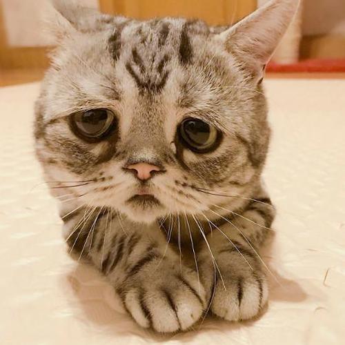 猫咪呕吐到底是吃错东西还是生病了？