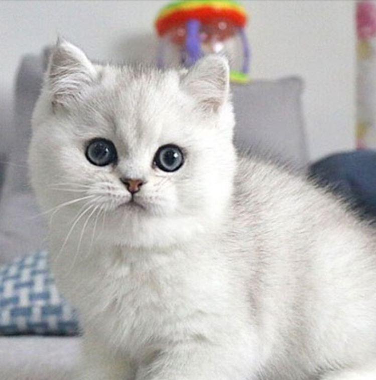 新手养猫怎样才能不踩坑? 新手养猫怎样才能不踩坑?