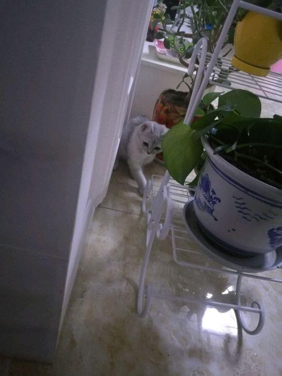 在曼谷带娃出行，到底该选哪款婴儿车？