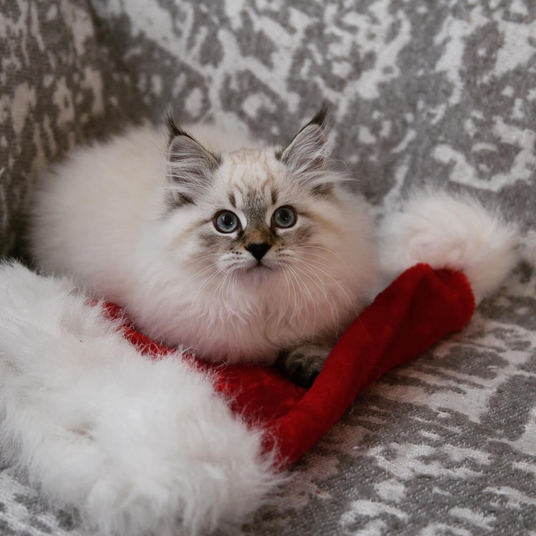 猫咪突然满屋子撒尿究竟该怎么破？