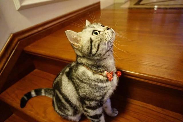 猫咪脚毛太长真的会引发健康问题吗？