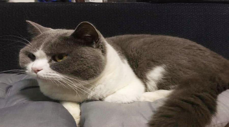 你家猫主子为啥突然炸毛?这些声音正在摧毁它的安全感! 你家猫主子为啥突然炸毛?这些声音正在摧毁它的安全感!