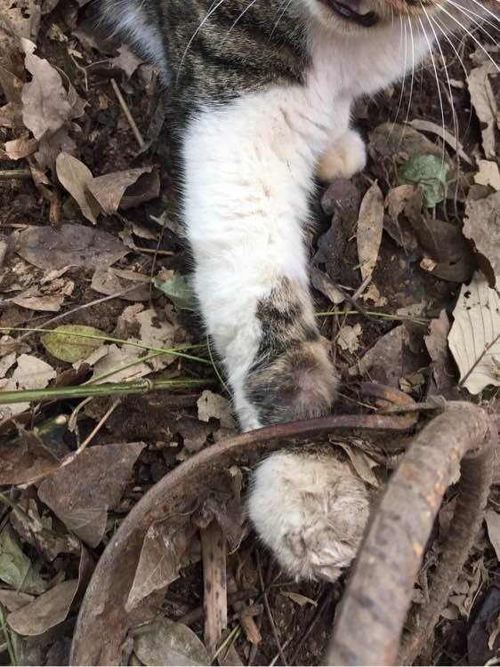 猫咪舔伤口真的能自愈吗? 猫咪舔伤口真的能自愈吗?