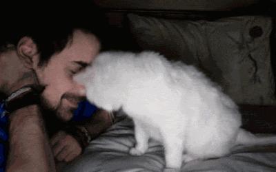 你家猫主子为什么总在你脚边转圈蹭腿? 你家猫主子为什么总在你脚边转圈蹭腿?