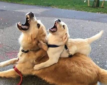 猫咪发情期半夜嚎叫怎么办？