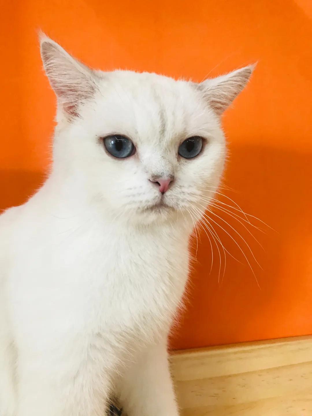 新手拍猫咪视频到底该从哪里下手？