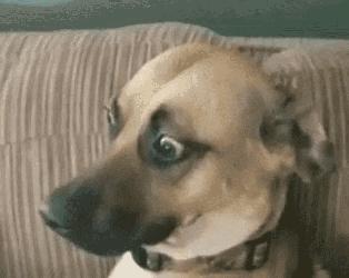 在国外想找华人圈子，哪些APP能帮到你？