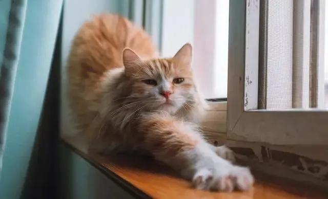 猫咪洗澡时炸毛真是因为怕水吗? 猫咪洗澡时炸毛真是因为怕水吗?