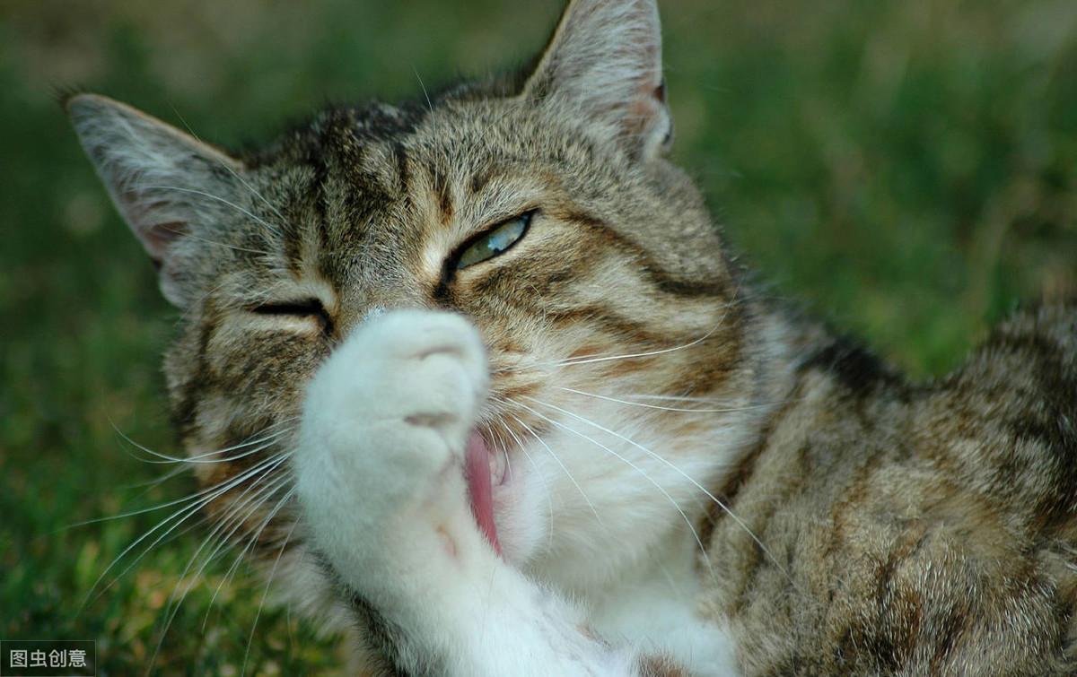 猫咪喘成狗还吐舌头 到底摊上啥大事了？