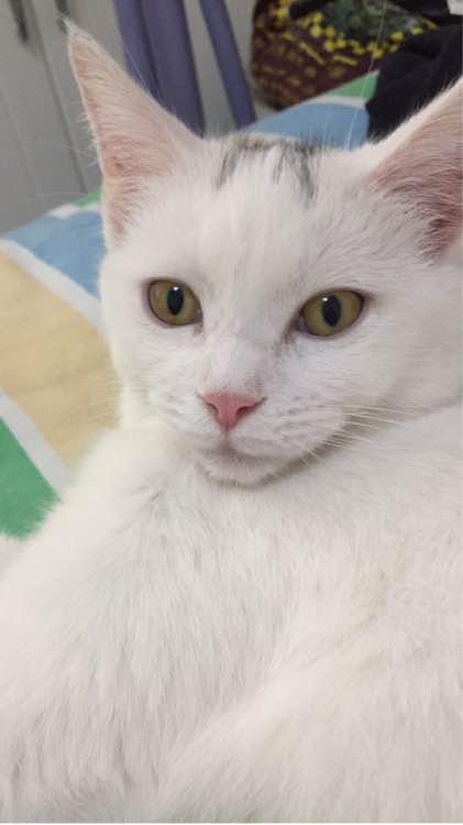 猫咪念经到底是在传递什么信号？