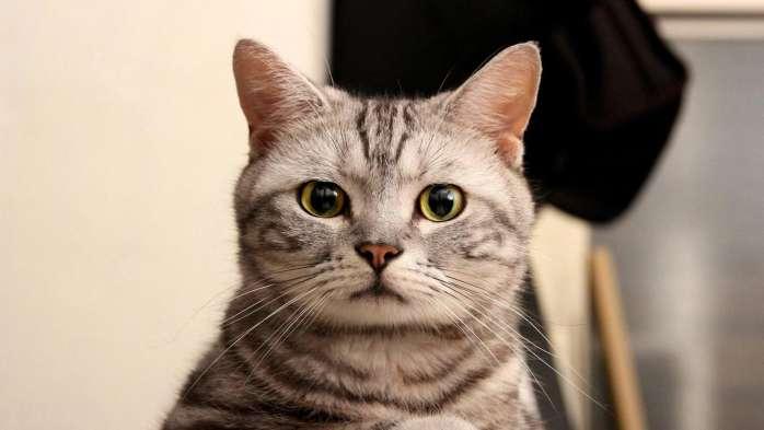 猫咪吃复合维生素B这事儿靠谱吗？