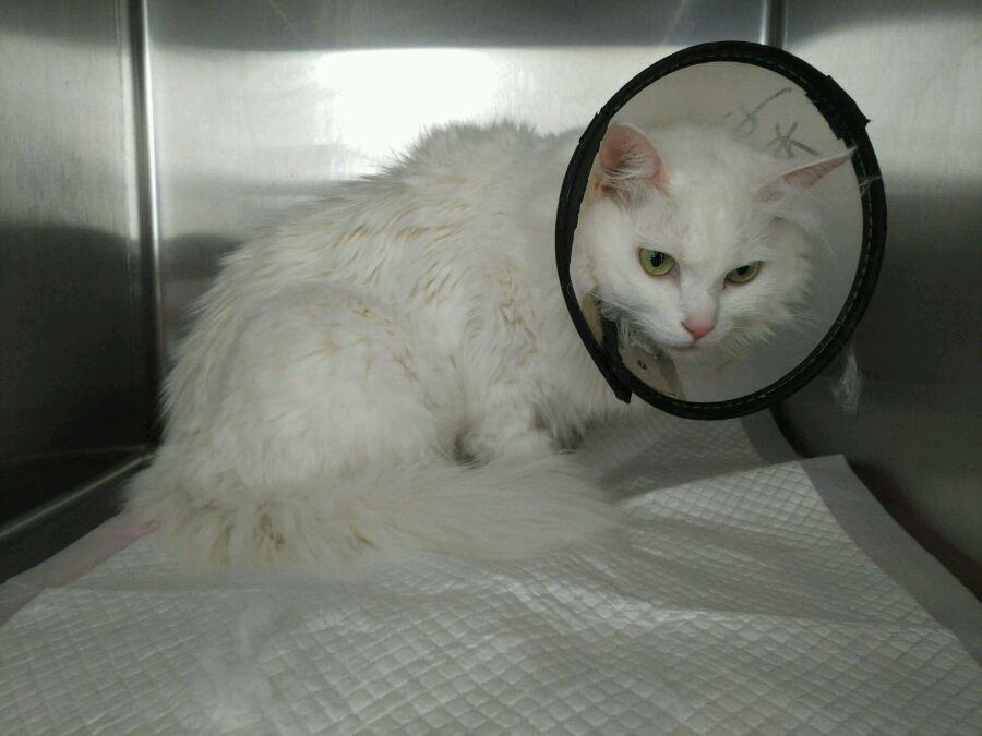 猫咪喘成狗还吐舌头 到底摊上啥大事了？