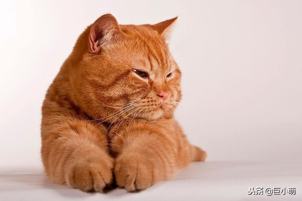 梦见家中客人未用餐离开？2025处女座贵人运破解指南