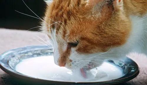 幼猫喝牛奶真的会致命吗？