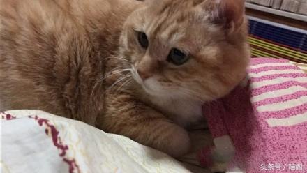 猫咪为啥总爱咬你的脚丫子? 猫咪为啥总爱咬你的脚丫子?