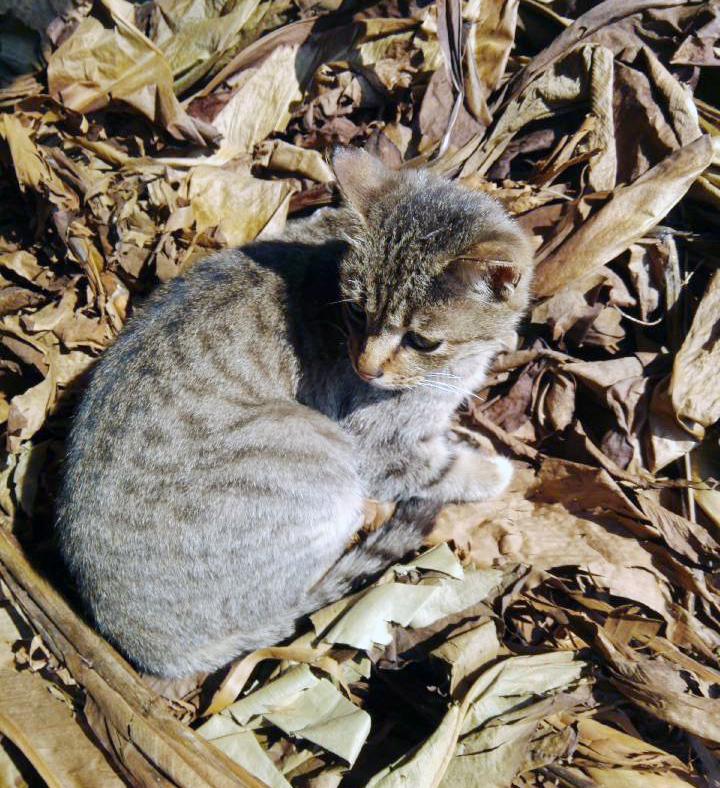 如何养出让人羡慕的漂亮猫咪？