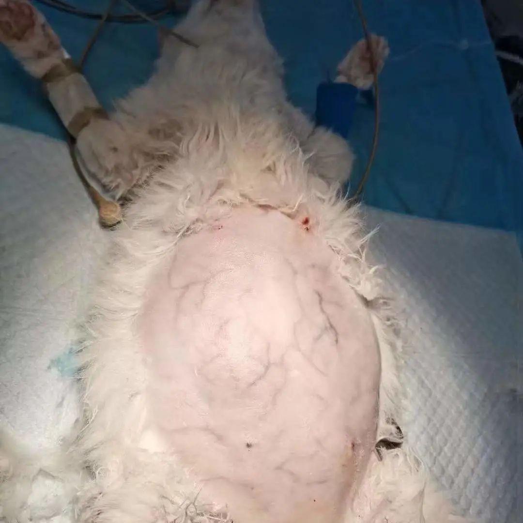 猫咪羊水颜色变绿了还能活吗? 猫咪羊水颜色变绿了还能活吗?