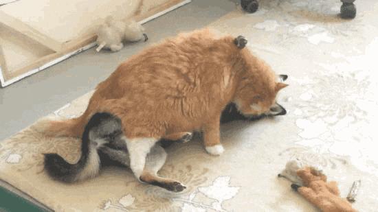 猫咪真的需要玩伴吗？新手必看的避坑指南