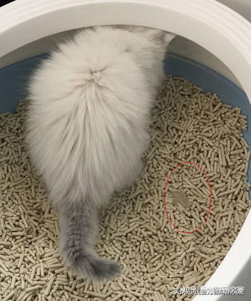 猫咪窜稀三天了还能活吗？