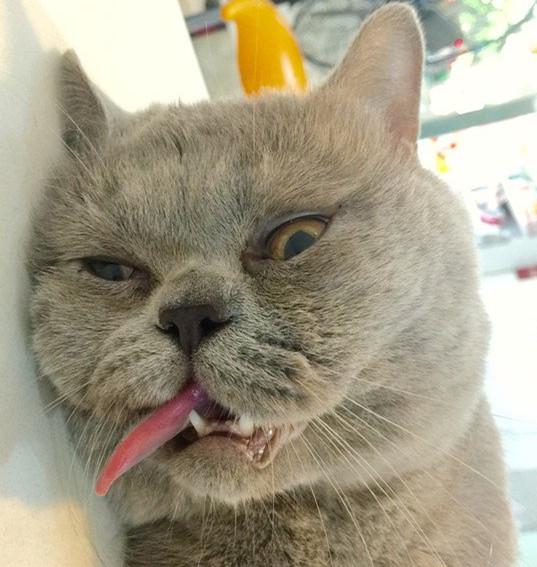 刚来澳洲的华人怎么快速找到靠谱老乡群? 刚来澳洲的华人怎么快速找到靠谱老乡群?