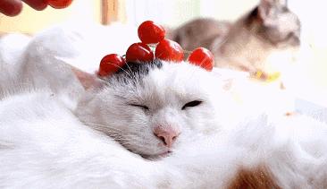 大众Polo价格到底贵不贵?新手小白看完这篇就懂了! 大众Polo价格到底贵不贵?新手小白看完这篇就懂了!