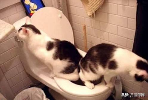 猫咪为什么总往我床上尿床单？