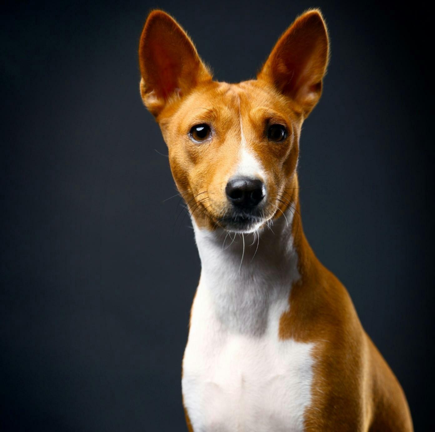 为什么说一心二用反而能猜中生肖谜底？