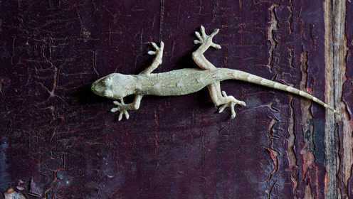 想知道壁虎互助是真的吗?这里有答案 想知道壁虎互助是真的吗?这里有答案