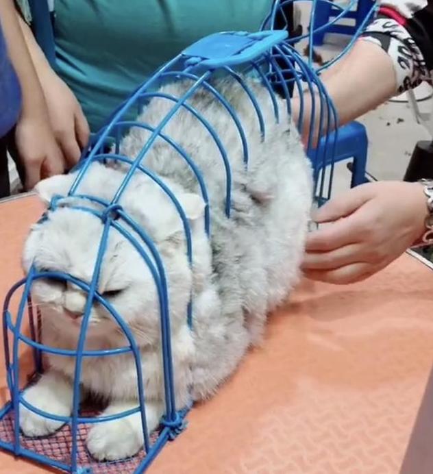 把猫咪整天关笼子养真的没问题吗？