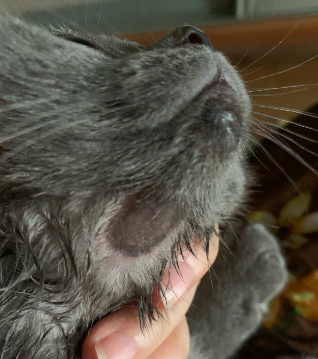 猫咪嘴巴溃烂流口水？新手必看急救指南！