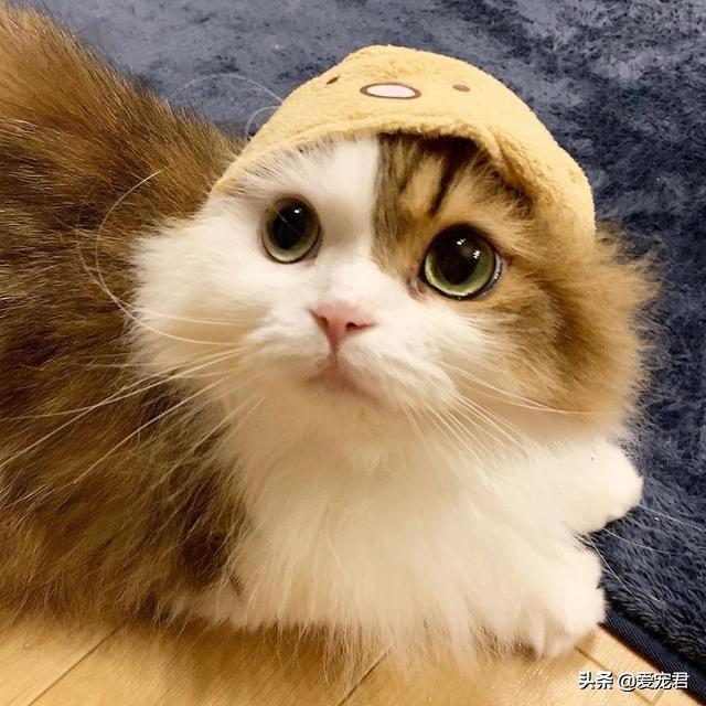 猫咪总挠耳朵是过敏还是长跳蚤？