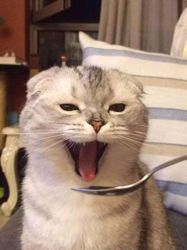 猫咪突然倒地抽搐真的没救了吗? 猫咪突然倒地抽搐真的没救了吗?