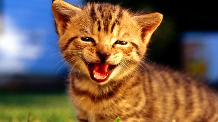 你家主子到底该叫啥？这20个萌名让你不再纠结！