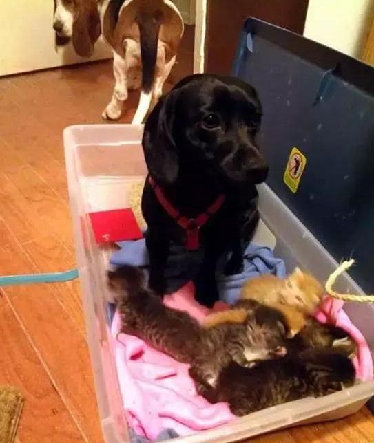 刚出生的小奶猫该怎么养活？