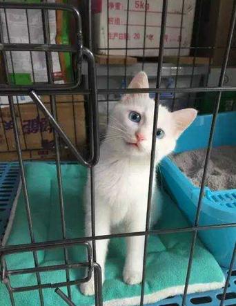 把猫关笼子里养真的好吗? 把猫关笼子里养真的好吗?