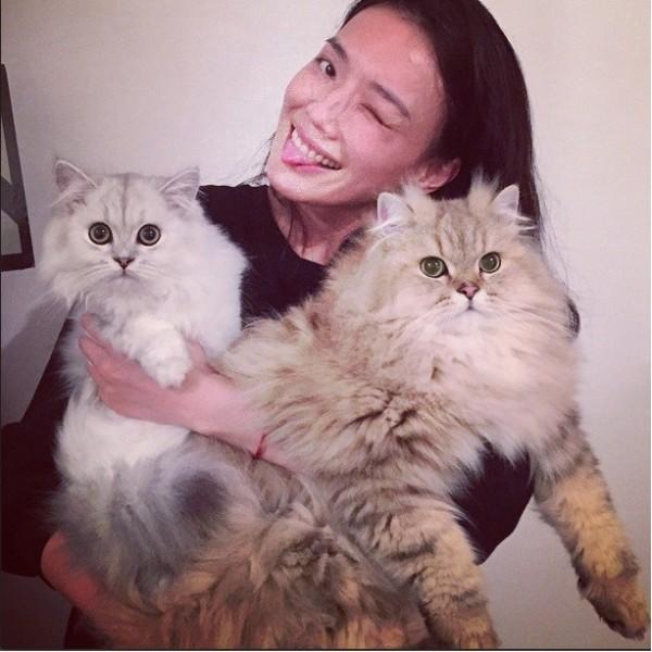 破解版猫咪游戏真的能无限吸猫吗？