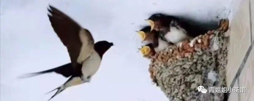 美洲杯赛程到底该怎么追？新手必看的避坑指南