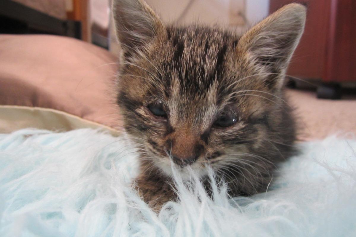 铸铁价格为啥总像过山车一样刺激？